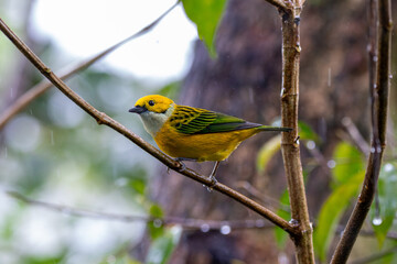 Fototapeta premium A Silver-throated Tanager in Costa Rica