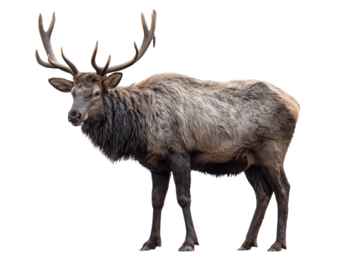 A powerful elk, with impressive antlers and a dignified stance, stands proudly against a clean background