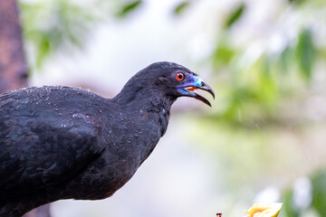 A Black Guan in Costa Rica