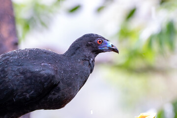 A Black Guan in Costa Rica