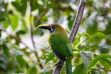 A Northern Emerald-Toucanet in Costa Rica