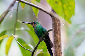 A Green-crowned Brilliant in Costa Rica
