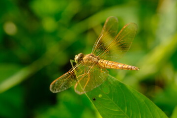 Brachythemis contaminata, ditch jewel, is a species of dragonfly in the family Libellulidae. It is found in many Asian countries. blurred image 