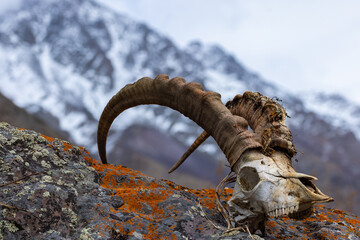 Deceased goat skull with horns on rocky mountainside in Kyrgyzstan