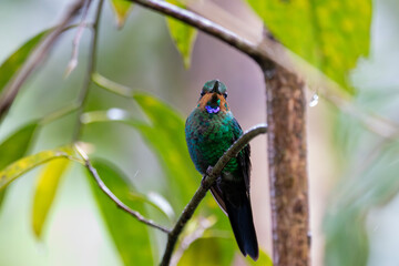 A Green-crowned Brilliant in Costa Rica