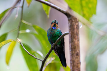A Green-crowned Brilliant in Costa Rica
