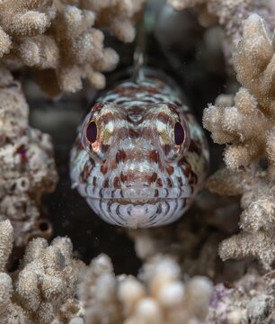 Parablennius gatorugine stands out as one of the most expressive types of fish