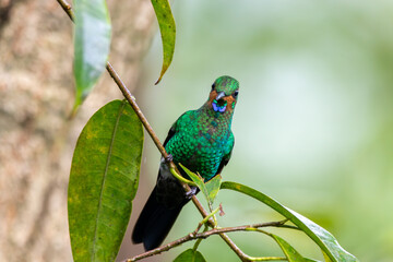 A Green-crowned Brilliant in Costa Rica