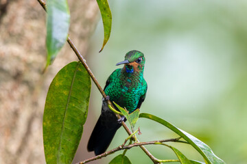 A Green-crowned Brilliant in Costa Rica