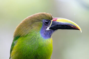 A Northern Emerald-Toucanet in Costa Rica