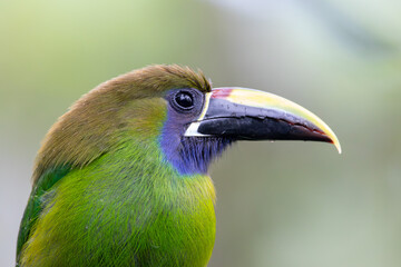 A Northern Emerald-Toucanet in Costa Rica