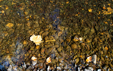 Floating leaves above rock bottom