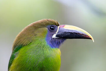 A Northern Emerald-Toucanet in Costa Rica