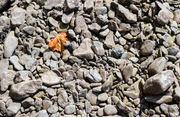 Single leaf in rock backgrou d