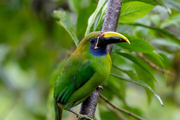 A Northern Emerald-Toucanet in Costa Rica