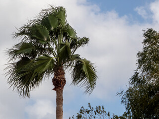 Palm trees are resilience to strong winds, flexible stems, bend in the wind without snapping. Aerodynamic Fronds.Strong Root Systems. Mexican Fan Palm, or n as Washingtonia robusta. Chinese Fan Palm. 