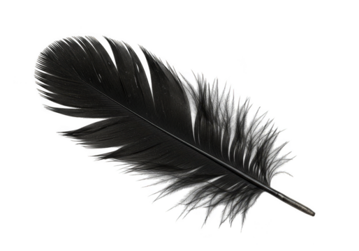 Isolated Black Feather on Transparent Background Soft Light Elegant