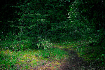 Narrow path leading into a dense, dark forest with rich green foliage and moss, evoking mystery and...