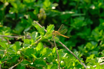 Brachythemis contaminata, ditch jewel, is a species of dragonfly in the family Libellulidae. It is found in many Asian countries.