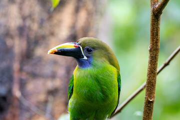 A Northern Emerald-Toucanet in Costa Rica