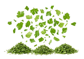 Isolated Background of Fresh Green Parsley Herb Heaps and Scattered Pieces