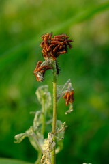 acraea terpsicore caterpillars clustered on bushes. Blurred image