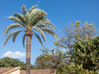 Obraz premium Mediterranean plants and trees are known for their ability to adapt to hot, dry summers and mild, wet winters. Include olive trees, cypresses, shrubs such as rosemary, lavender, jasmine, palm trees 