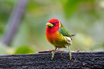 A male Red-headed Barbet in Costa Rica