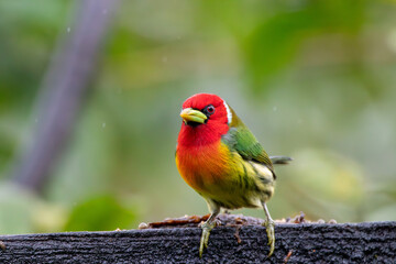A male Red-headed Barbet in Costa Rica