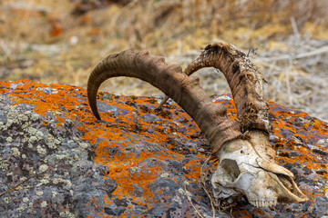 Goat skull resting on rock in desolate outdoor setting