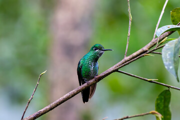 A Green-crowned Brilliant in Costa Rica