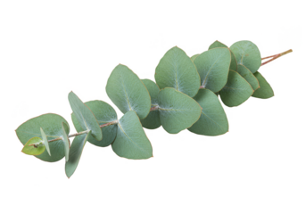 Isolated Eucalyptus Branch with Green Silver Leaves on Transparent Background