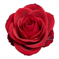 Naklejka premium Isolated Close Up Red Rose Flower Blossom on Transparent Background