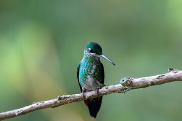 A Green-crowned Brilliant in Costa Rica