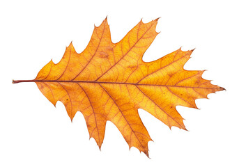 Obraz premium Isolated Autumnal Oak Leaf Transparent Background Illustration