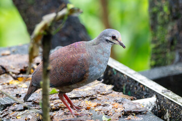 A Buff-fronted Quail-Dove in Costa Rica