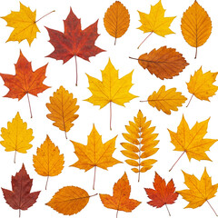 Fototapeta premium Isolated Background of Autumn Leaves Collection with Fall Colors