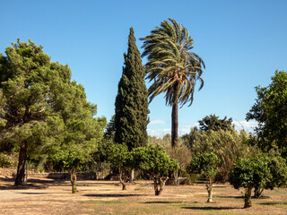 Mediterranean plants and trees are known for their ability to adapt to hot, dry summers and mild,...