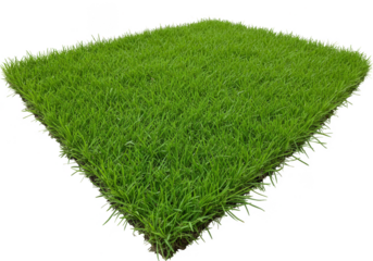 Isolated Background of Green Grass Lawn Garden Nature Turf Field