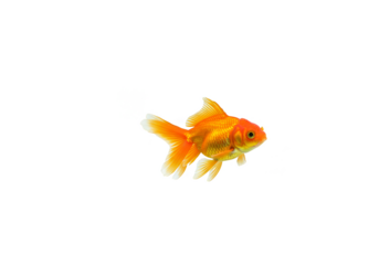 Isolated Goldfish With Orange Color In Transparent Background Animal Aquatic