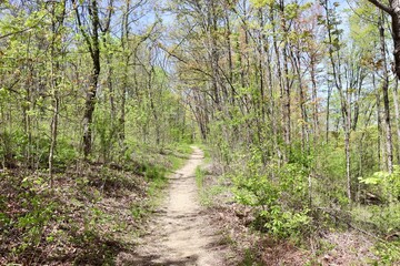 The hiking trail in the forest on a sunny day.