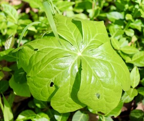 A close view of the bright green leaves.