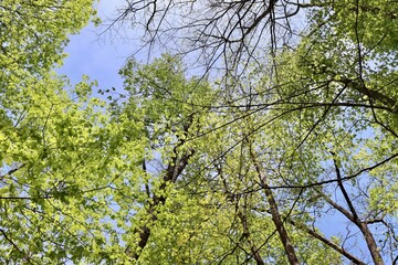 The tall spring trees in the forest on a sunny day.