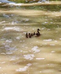 A family of ducks swimming in the water.