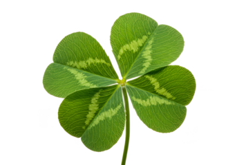 Isolated Green Four Leaf Clover Transparent Background Macro Close Up