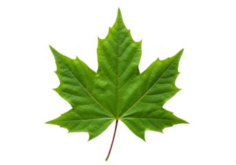 Isolated Green Maple Leaf on Transparent Background in Nature Photo