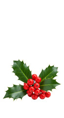 Isolated Christmas Holly Berries and Leaves on Transparent Background