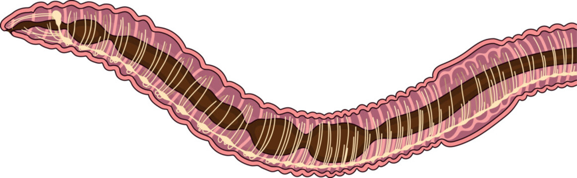 Scheme of nervous system of earthworm for biology lesson