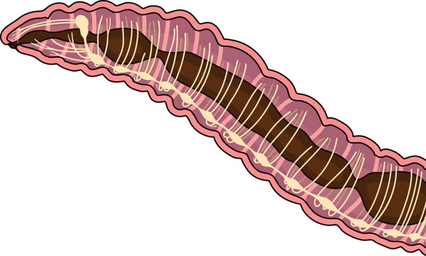 Scheme of nervous system of earthworm for biology lesson