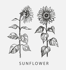 Sketch of sunflower. Hand drawn outline converted to vector.